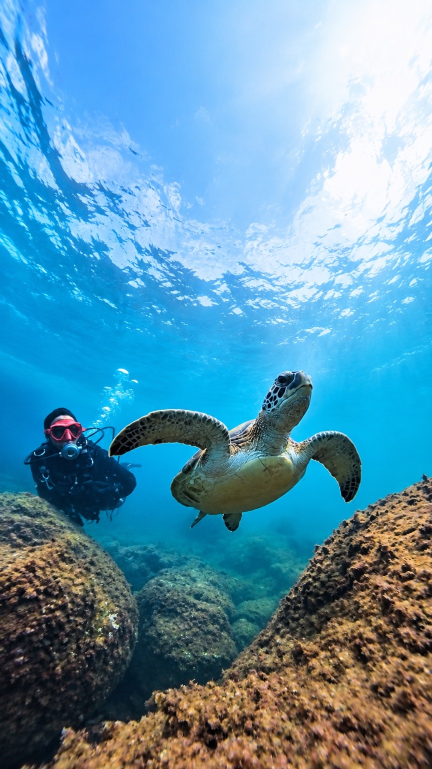 Mergulhador e tartaruga em fotografia subaquática da Let’s Go Ilhabela